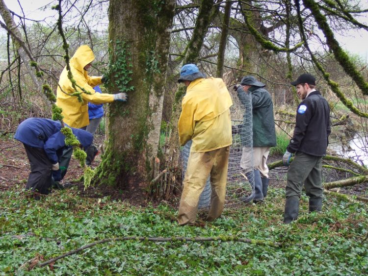 Beaver Fence at Colony Farm