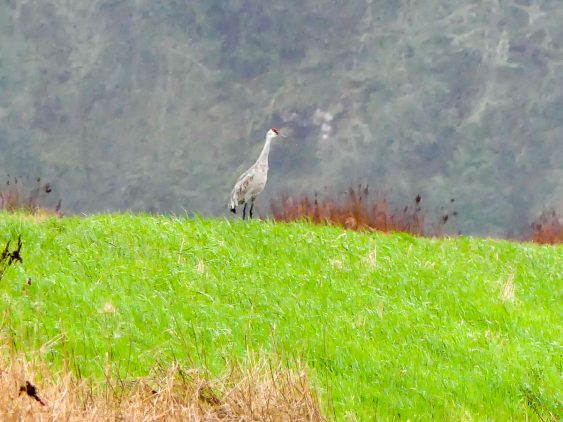 Sandhill Crane