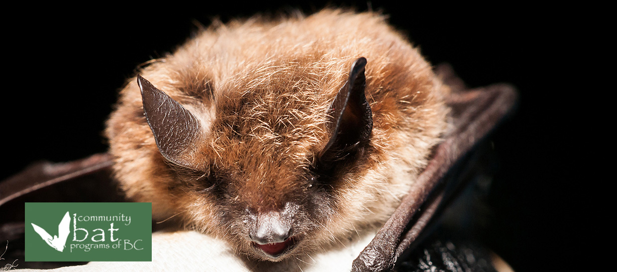 Vaseux Lake Bat