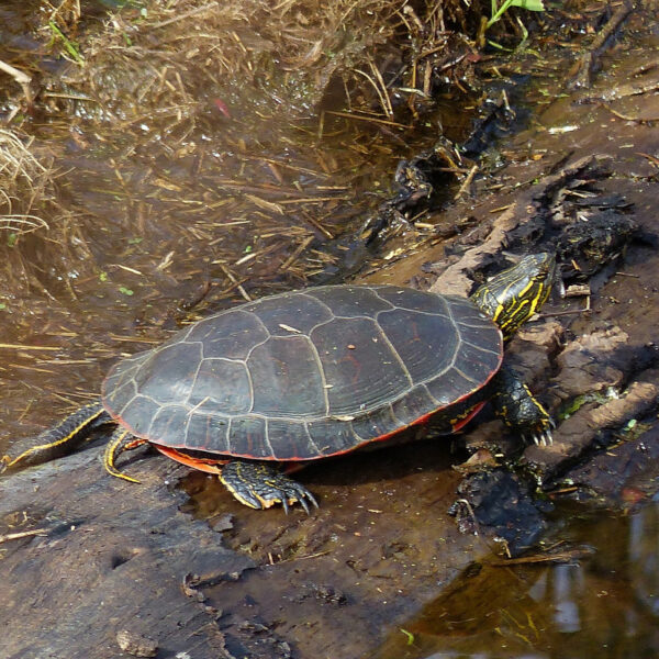 Painted Turtle